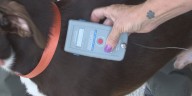 Fact Finders: Unsolicited pet microchipping email sparks questions