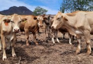 Estados Unidos autoriza de urgencia fármacos animales para combatir al gusano barrenador