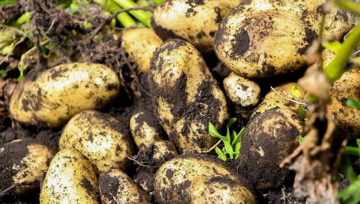 Científicos revelan el origen evolutivo de la papa y cómo el tomate tuvo un papel fundamental