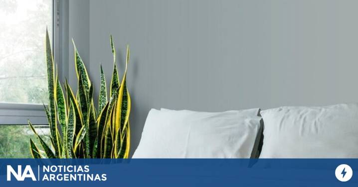 Ni velas, ni sahumerios: por qué "la guardián verde" ayuda a un descanso profundo y cuida el hogar