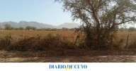 Intervienen para frenar la baja en la producción agrícola de Valle Fértil