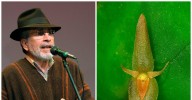 Descubren nueva especie de orquídea en Colombia y su nombre le rinde homenaje a Jorge Velosa