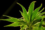 Appeals court backs medical-marijuana patients in gun rights case – Orlando Sentinel