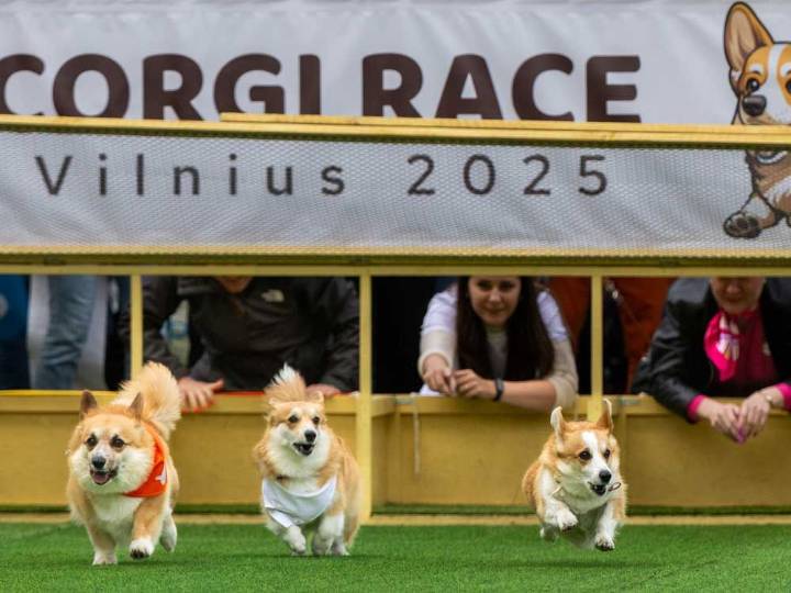 More than 100 teams compete in Lithuania’s international Corgi race