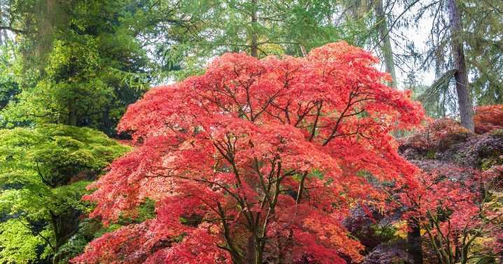 Japanese maples rapidly grow with one easy August task