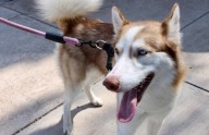 Invitan a ciudadanía a esterilizar a sus mascotas en el 'Esterimóvil'