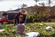 MinAgricultura amplía crédito a productores perjudicados por fenómenos climáticos y catástrofes naturales