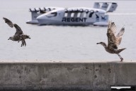 How a ship that glides like a pelican could change travel and defense