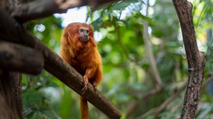 Palm Beach Zoo to unveil new habitat for sloths and tamarins