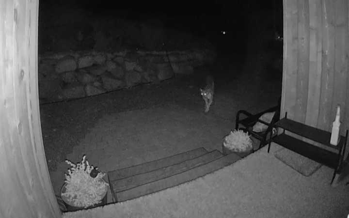Man Gets Late Night Alert, Sees 'Curious' Apex Predator Looking Back at Him