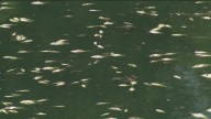 Around 500 fish found dead at Austin's Mueller Lake Park