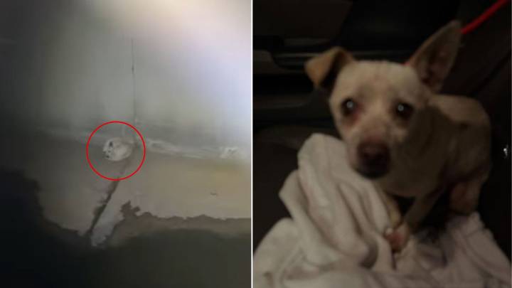 Rescuers Shocked to Find Helpless Creature Stranded Deep In California Canal