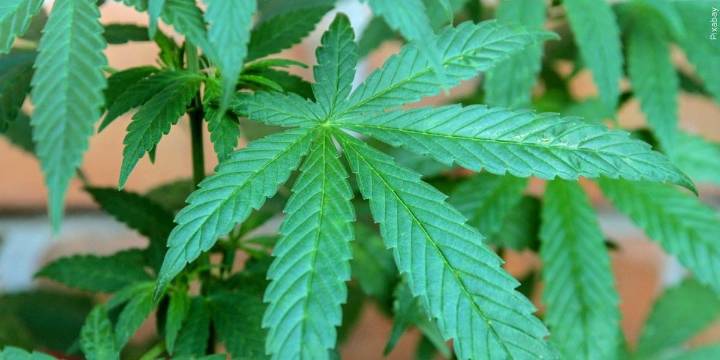 Arizona sees drop in revenue from marijuana sales for second straight year