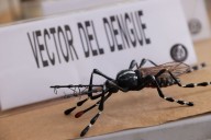 Minsa liberará zancudos “Wolbachia” para combatir el dengue en Lima Norte ¿cómo trabajan?