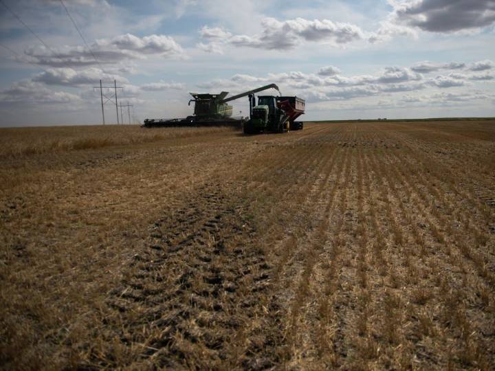 Despite wildfires, plentiful grains crop expected in Sask.