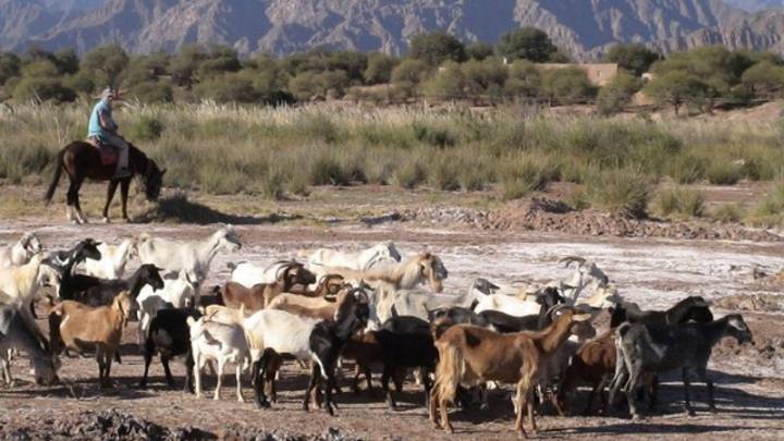 Mendoza inyectó millones de pesos para una fundación ganadera