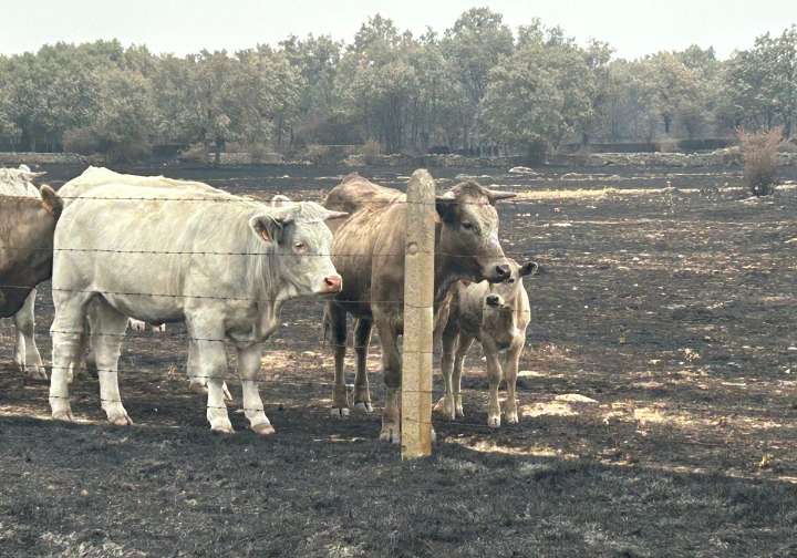 «La Junta de Castilla y León ha hecho llegar rápido el alimento para el ganado»