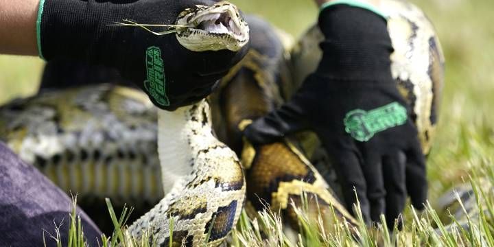Florida is deploying robot rabbit lures that cost $4,000 apiece in a desperate push to solve the Everglades' python problem