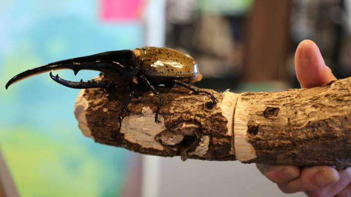Bugs are popular pets in nature-loving Japan, buzzing with lessons about ecology and species