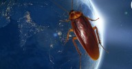 ¿Qué pasaría si las cucarachas dejaran de existir?