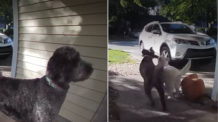 South Carolina Dog Visits Neighbor’s Porch Daily, Ring Camera Reveals Heartwarming Reason