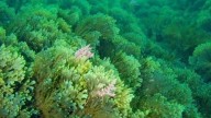La «velutina del mar» ya invade la costa asturiana: en estas playas se ha detectado de forma «abundante»