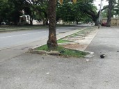 Murió joven tras chocar bruscamente contra un árbol