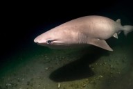 Vancouver diver captures otherworldly snaps of ancient shark