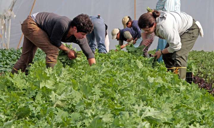 La fuerza laboral de EE.UU. perdió 1,2 millones de trabajadores migrantes en 2025