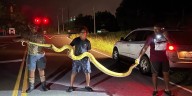 LOOK: Python caught after being spotted in Newberry County, sheriff says