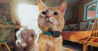 Lanzan rastreador GPS compacto para seguir en tiempo real a las mascotas: Así funciona