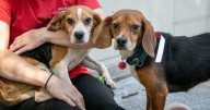 10 beagles named after bagels to be available for adoption in Boston after rescue from overcrowded home