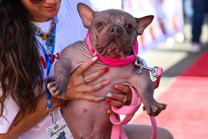 2025 World's Ugliest Dog Contest Winner Is Bulldog Named Petunia