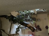 Family displaced after tree crashes through their roof in central Pa.