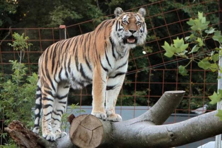 Zoológico europeo pide donar mascotas para usarlas como alimento