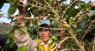 Festival Nacional del Café revela dura realidad: cafetaleros sin recursos y al borde del colapso (VIDEO)