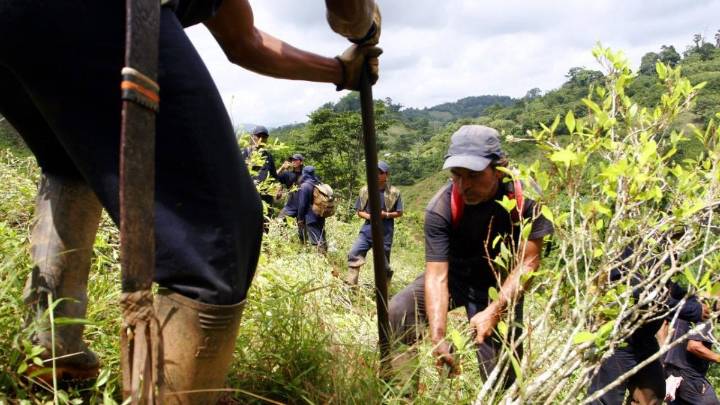 Los cultivos y las rutas de la coca que propulsan el conflicto armado: la erradicación sigue sin despegar