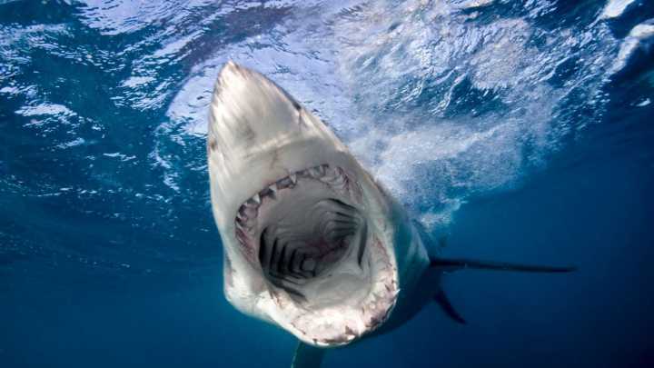 US tourist, 63, attacked by shark & airlifted to hospital in Bahamas after being mauled while spearfishing
