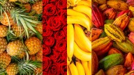 Exportaciones agrícolas mantienen tendencia al alza en Colombia
