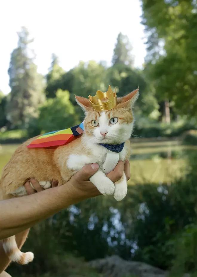 Selkirk the cat made waves at Spokane Pride 
— now he's an internet star