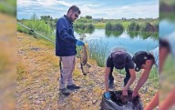 Reportan muerte de cientos de peces