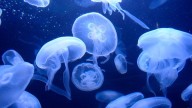 Enjambre de medusas obligó a cerrar reactores nucleares en Francia