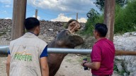 Profepa aseguró animales exóticos sin permisos en Hidalgo