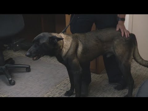 Dog rescued from shelter in Georgia being trained to serve as police K