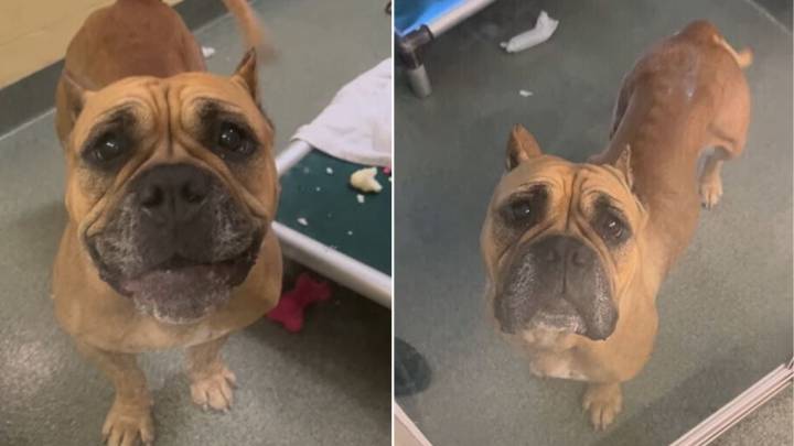 Florida Pup’s Joy Turns To Heartache After New Family Brings Her Back To Shelter
