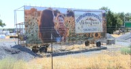 Hawes Farms cancels 4th annual 'Sunflower Festival' due to crop failure, plans to have flowers ready in October
