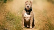 Estas son las 10 razas de perros que la gente considera potencialmente peligrosas en México
