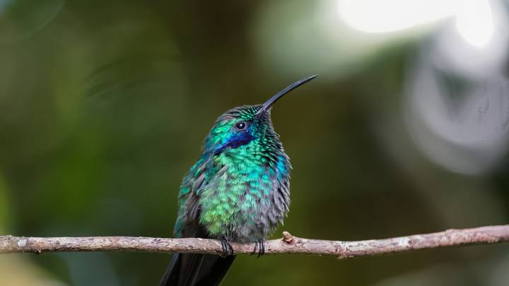 16 Gorgeous Flowers Hummingbirds Hate