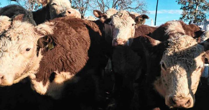 Remates de hacienda: los precios de algunos lotes puntuales ya tocan los $5.000 por kilo