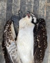 Osprey found dead after swallowing fishing line and hooks in St. Vrain State Park